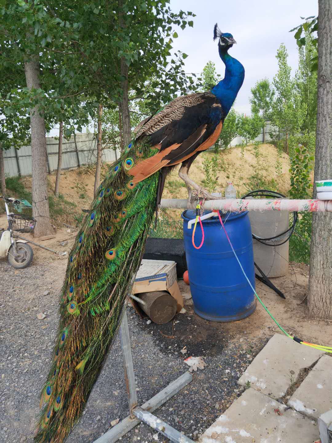 qIqQoYodugjpiwdL.jpg